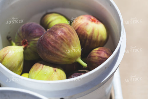 Figs 276018