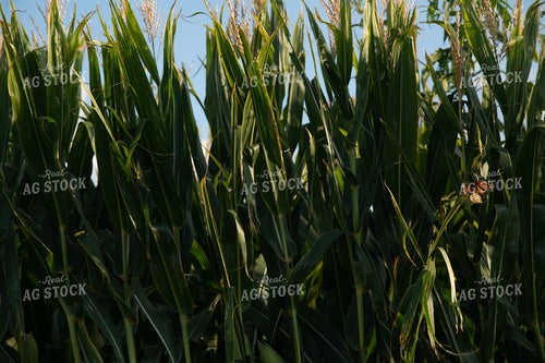 Monarch Butterflies on Corn Leaves 25008