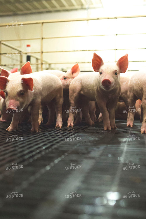 Piglets in Modern Barn 3877