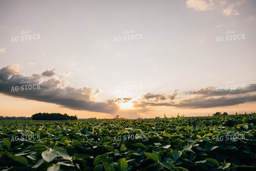Sunset over Soybean FIeld 178057