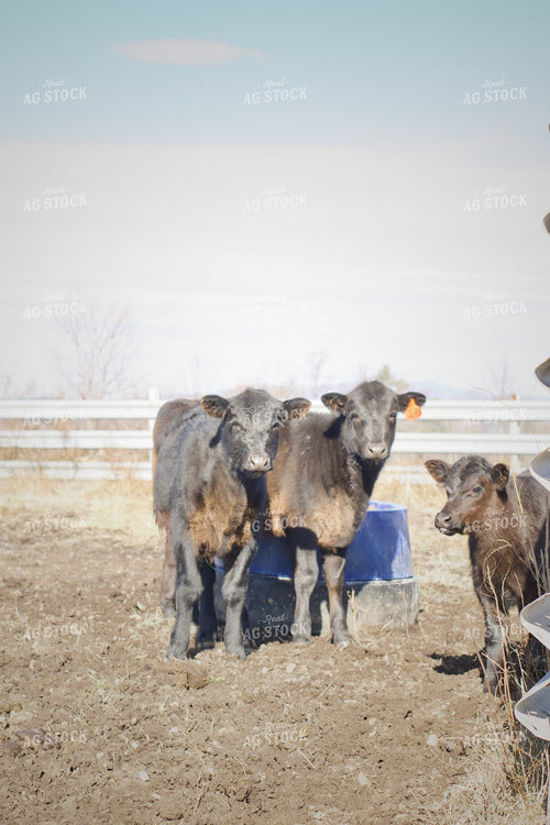 Calves on Pasture 251126