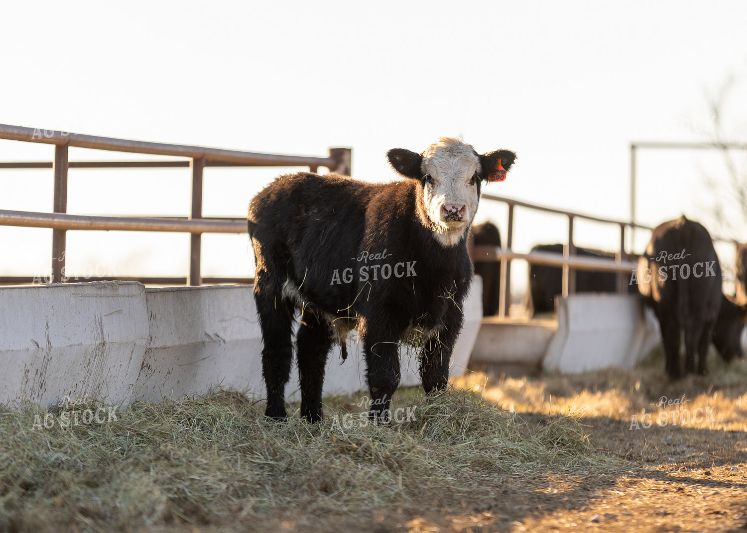 Black Baldy Calf 264064