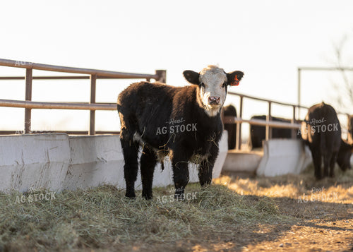 Black Baldy Calf 264064
