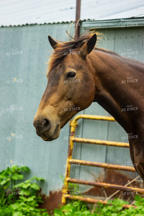 Horse 155228