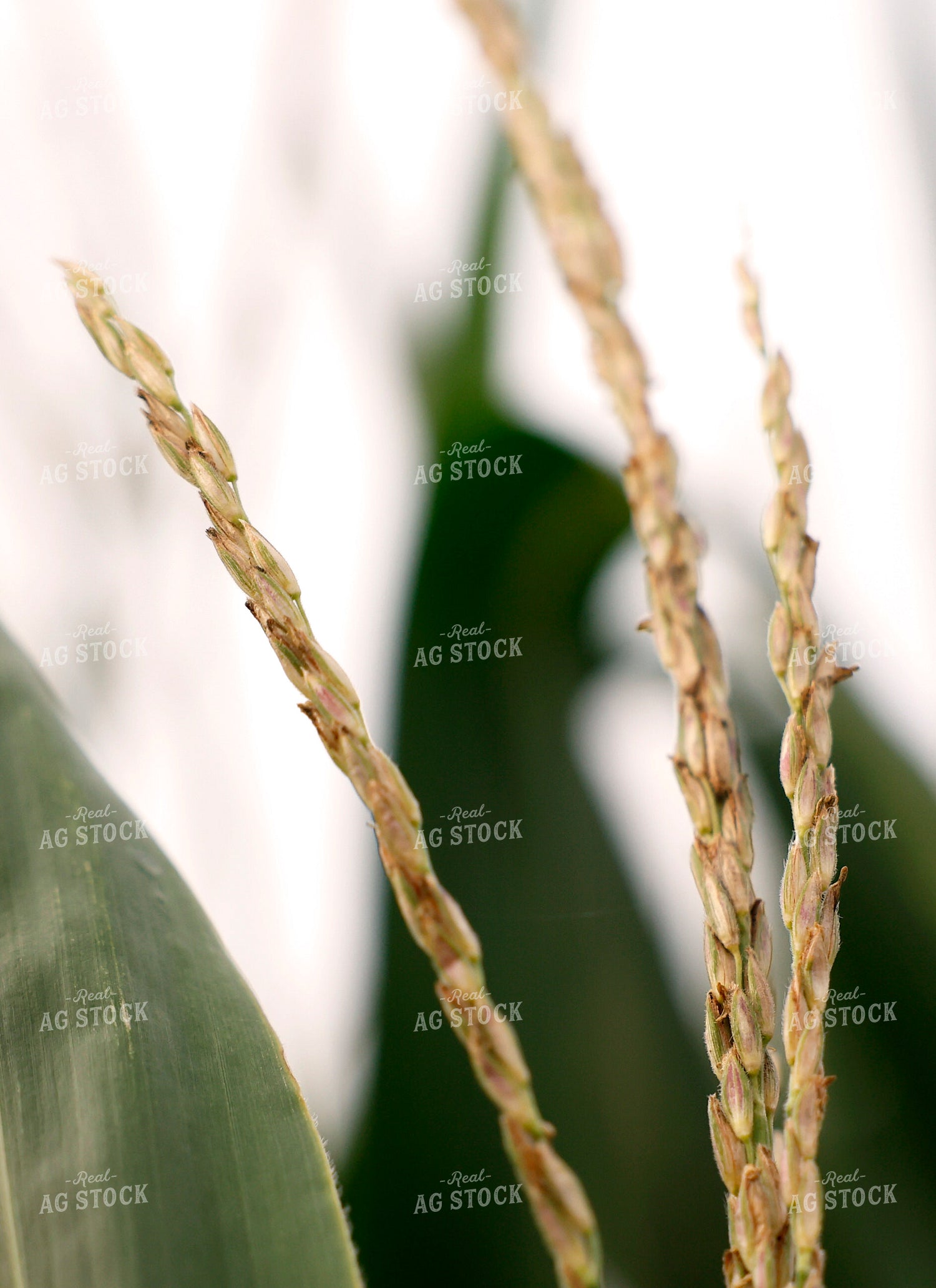 Corn Tassels 129137