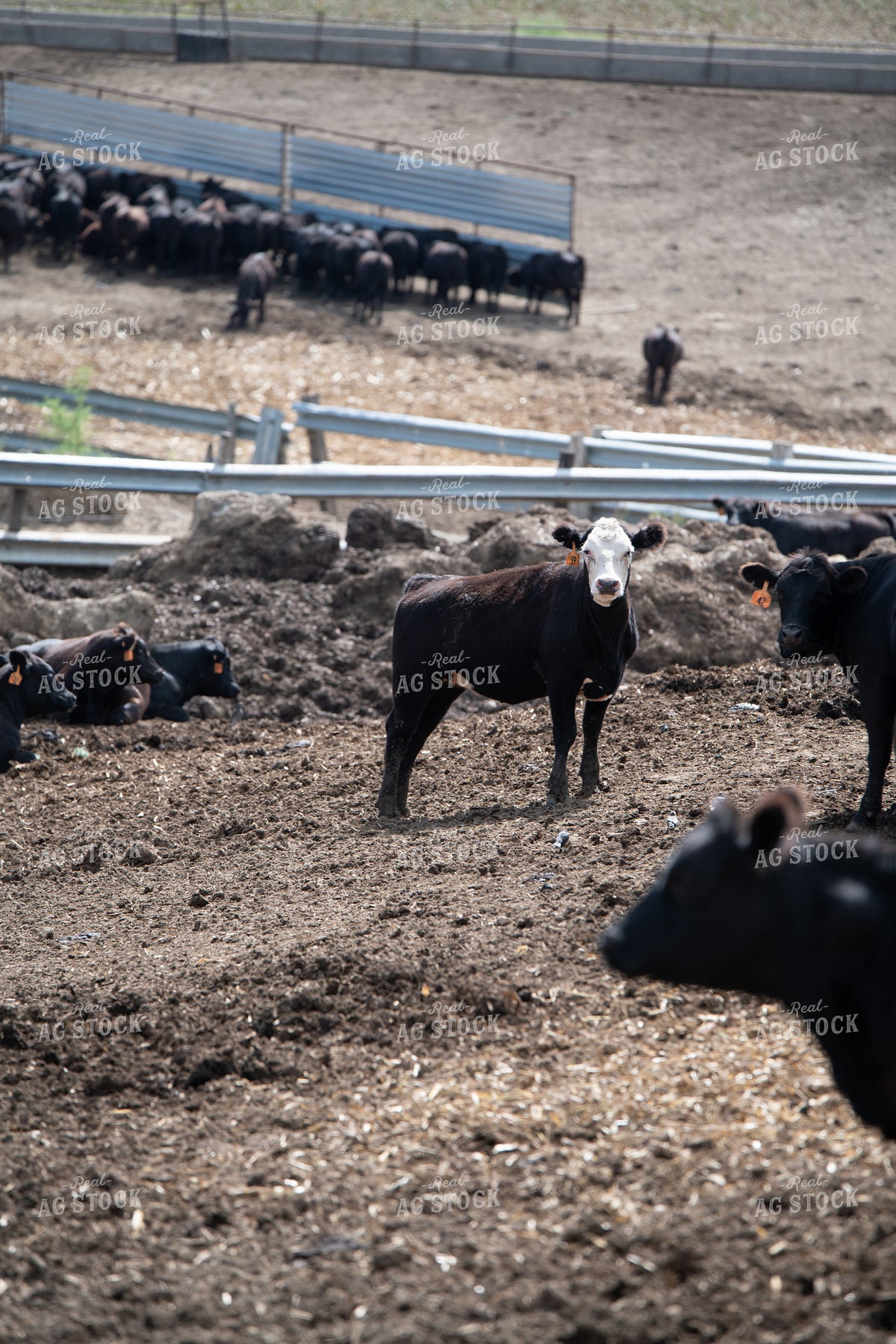 Cattle Feedlot 193126