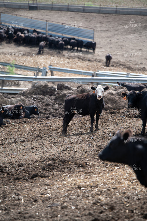 Cattle Feedlot 193126