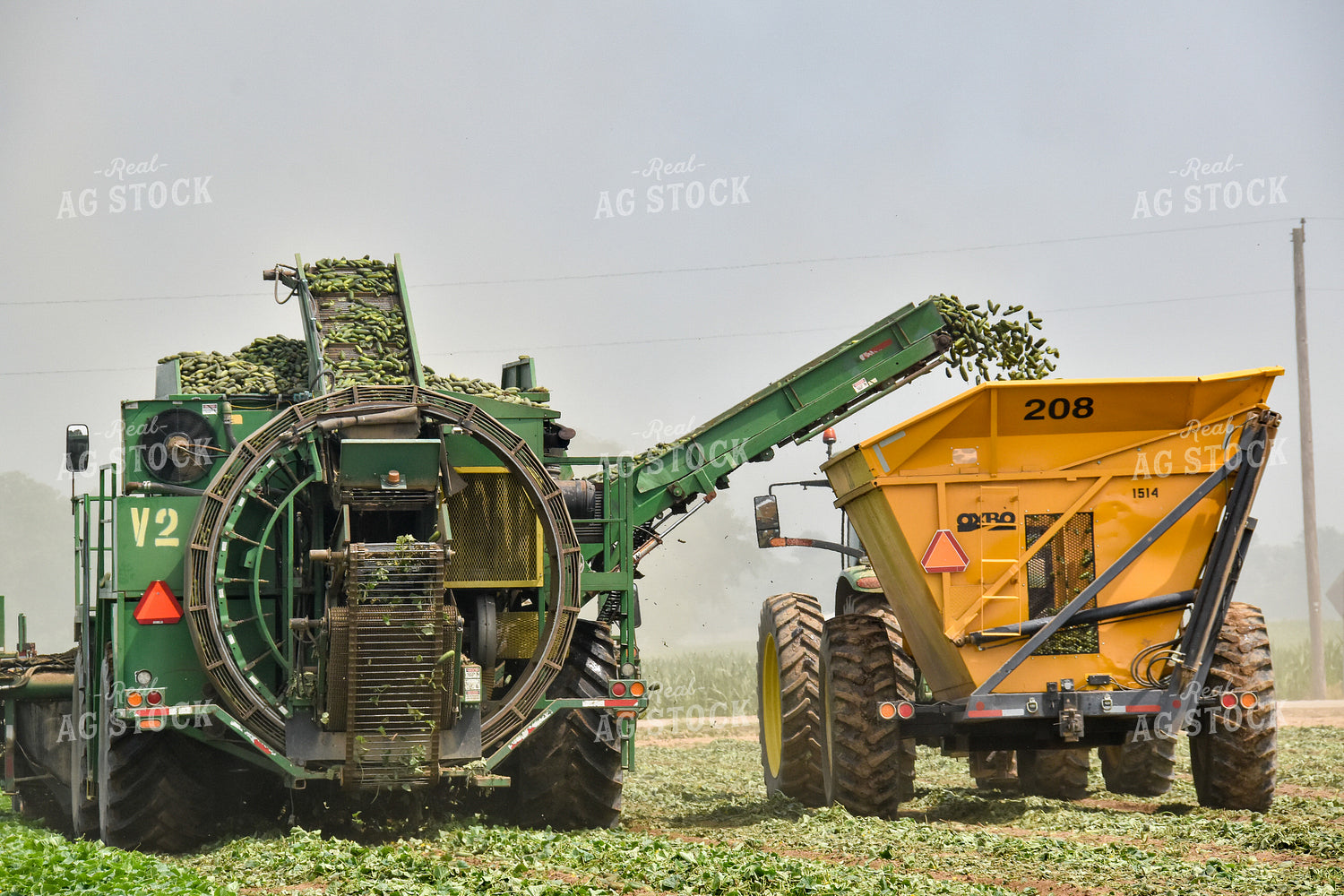 Cucumber Harvest 84166