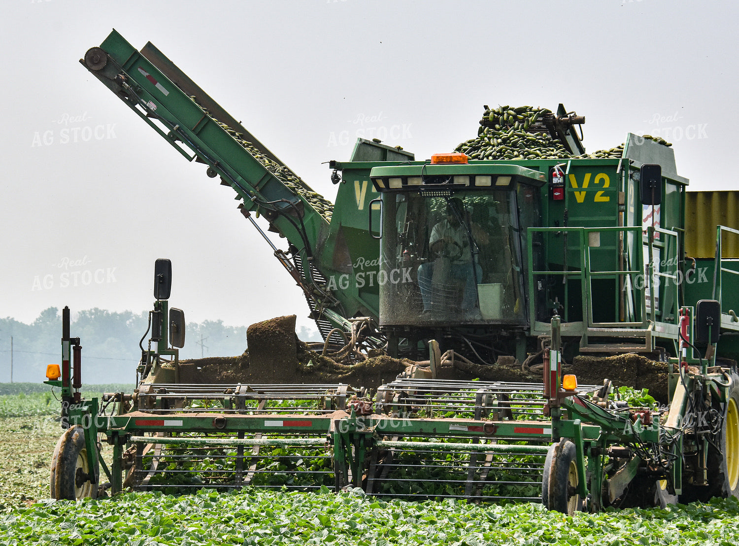 Cucumber Harvest 84161
