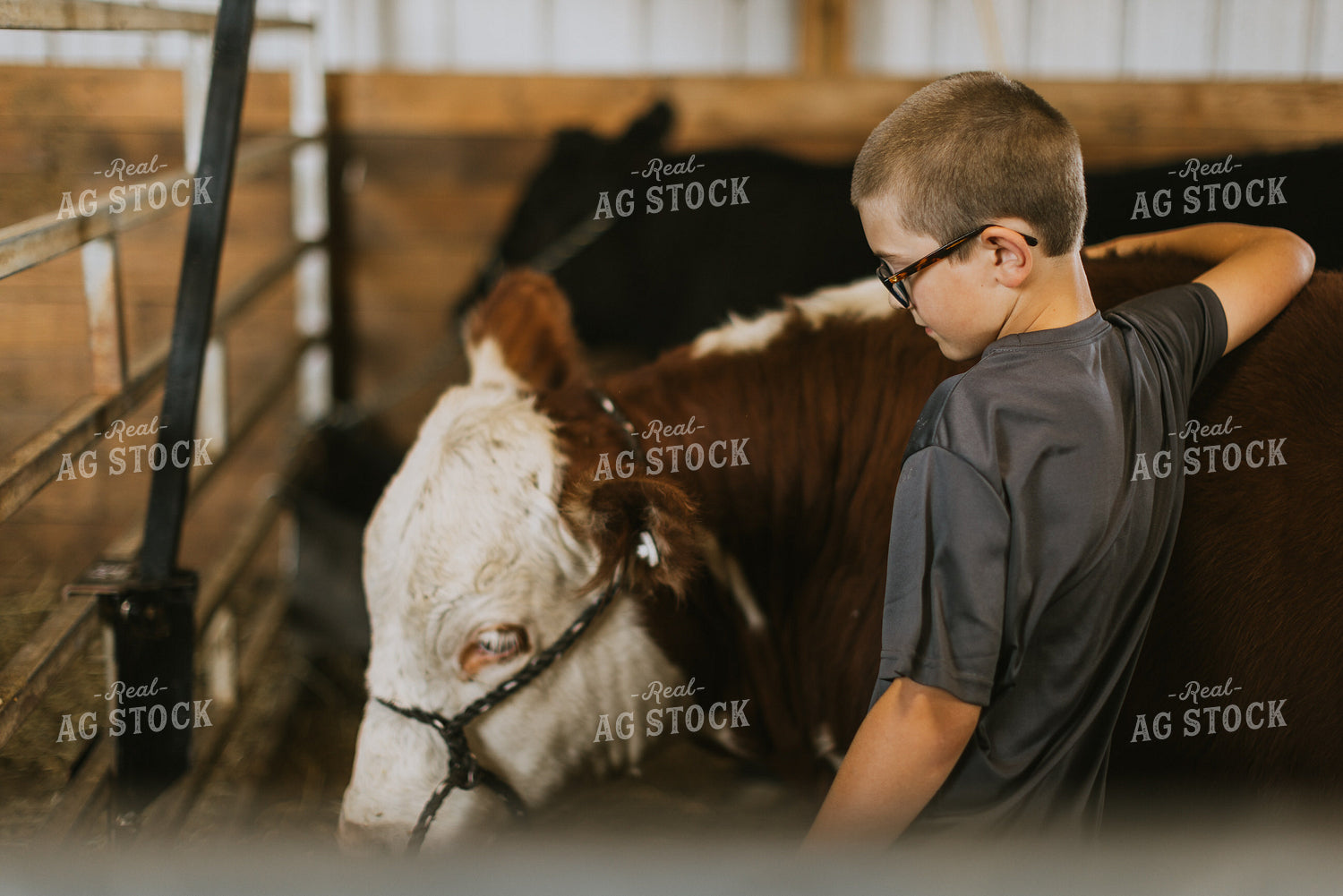 Farm Kid with Show Cow 7873