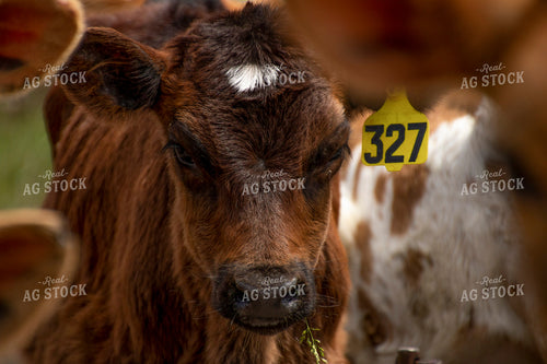 Calf 157000