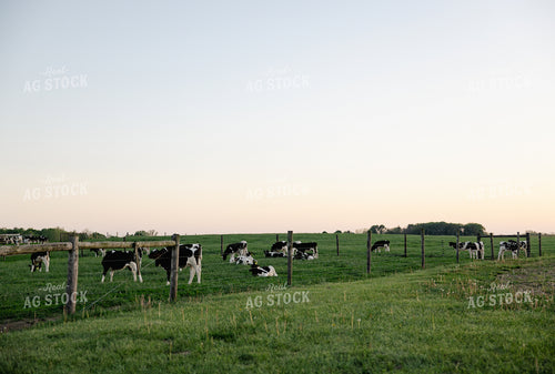 Holstein Cattle Grazing 178097
