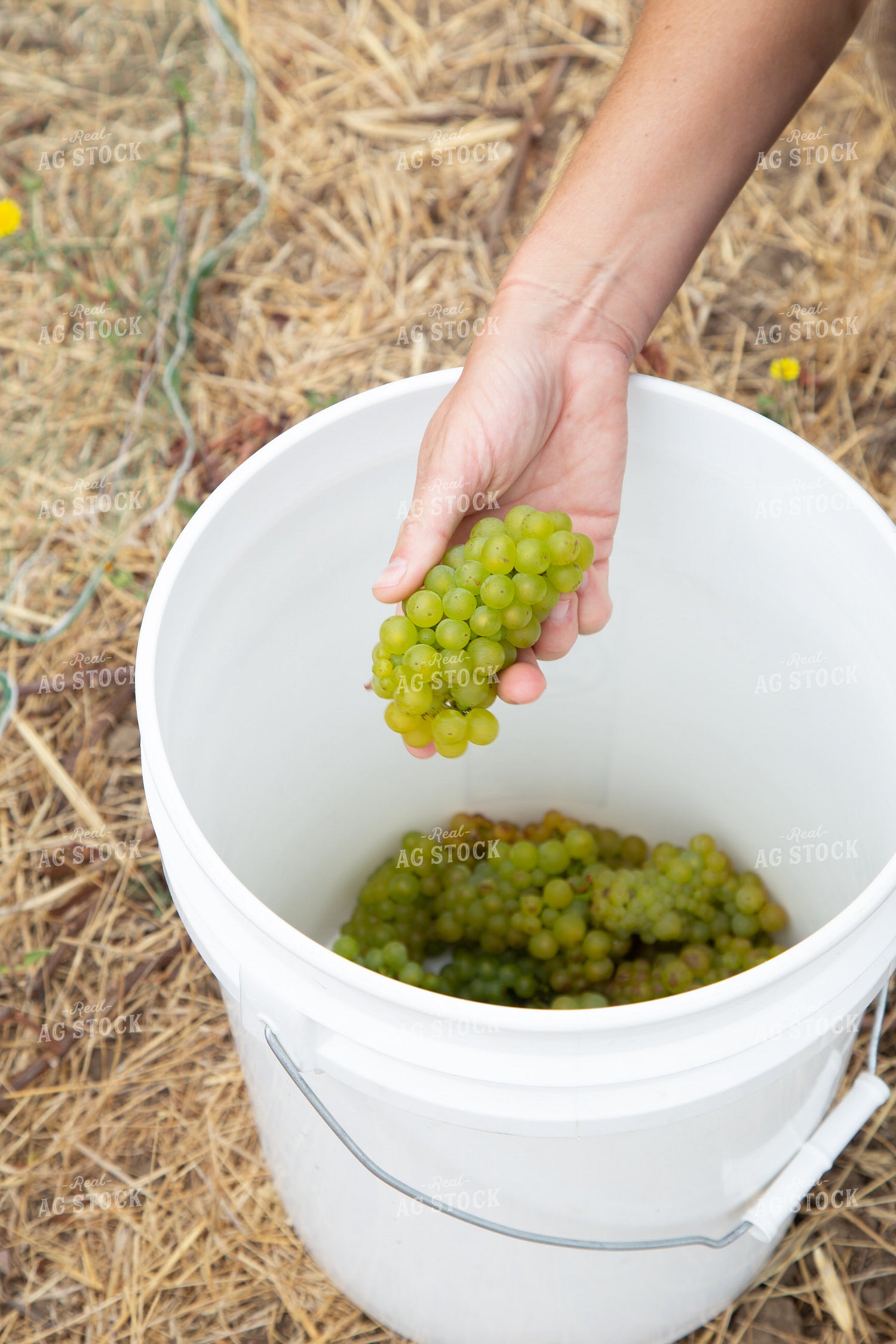 Grape Harvest 276025
