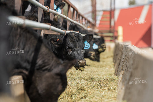 Calves Eating Hay out of Feed Bunk 51028