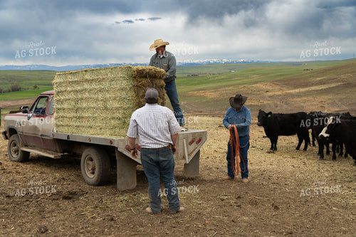 Farmer Feeding Cattle 65456