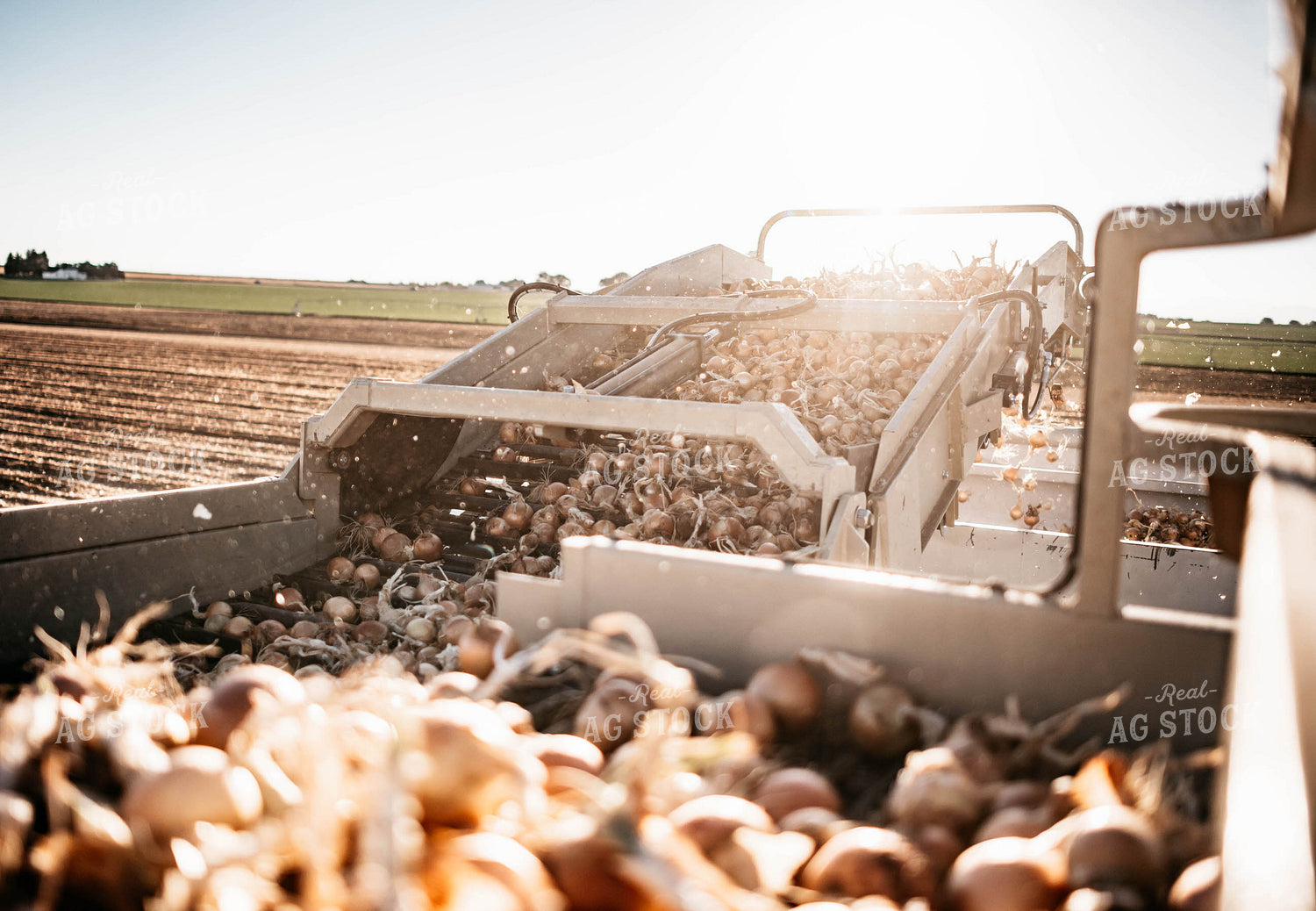 Onion Harvest 56738