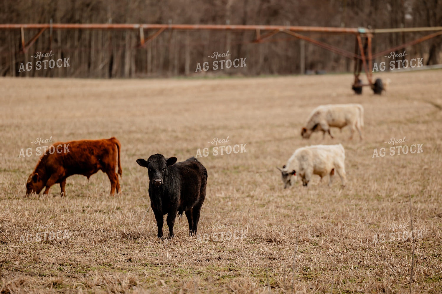 Sheep and Cattle Grazing 104046