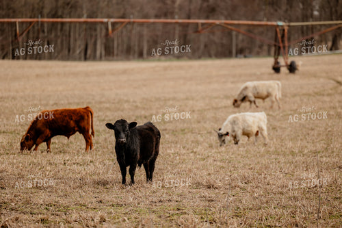 Sheep and Cattle Grazing 104046