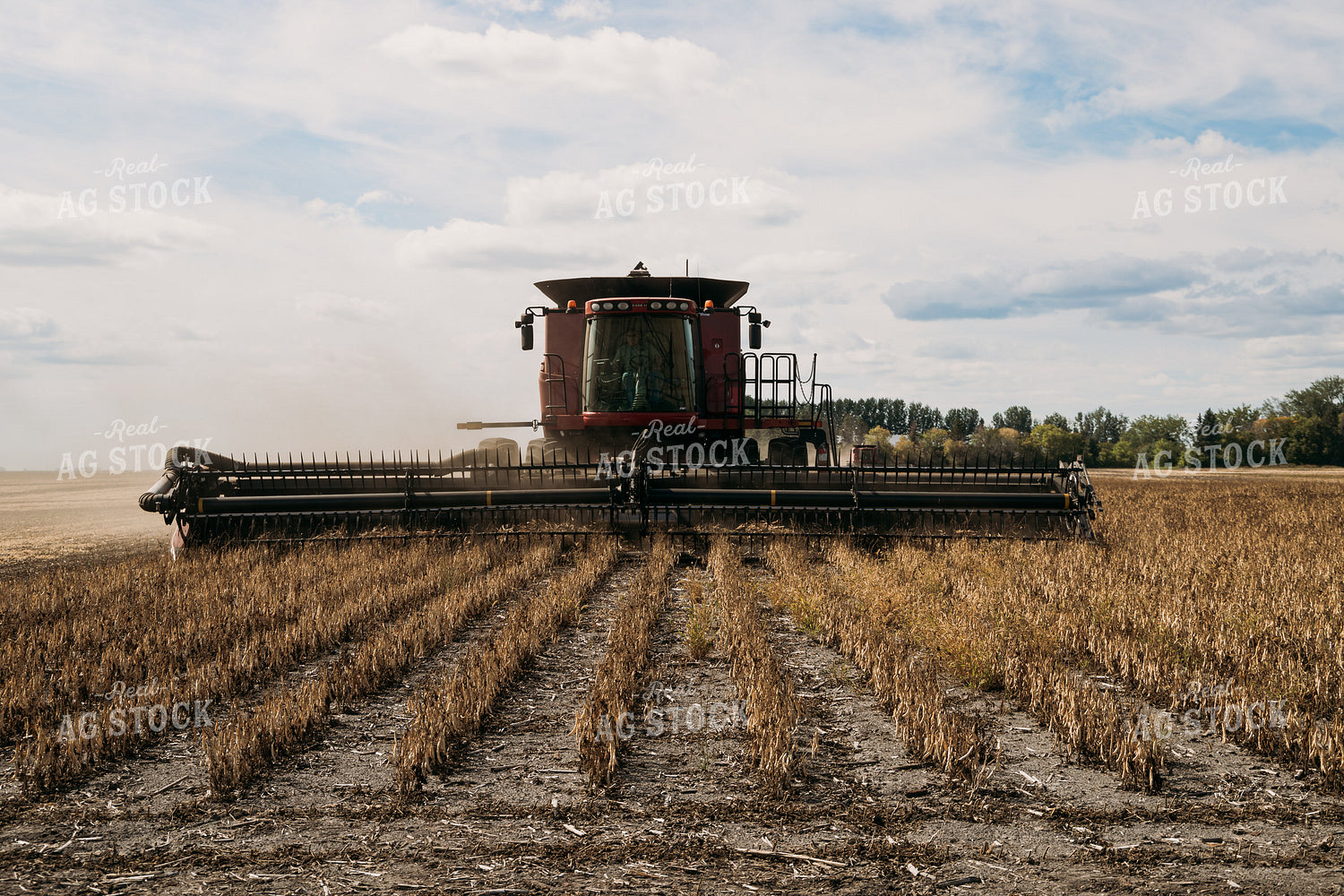 Edible Bean Harvest 204024