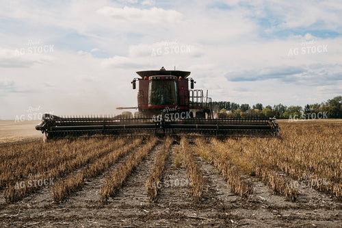 Edible Bean Harvest 204024