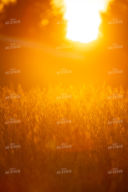 Soybeans - Dry 1561
