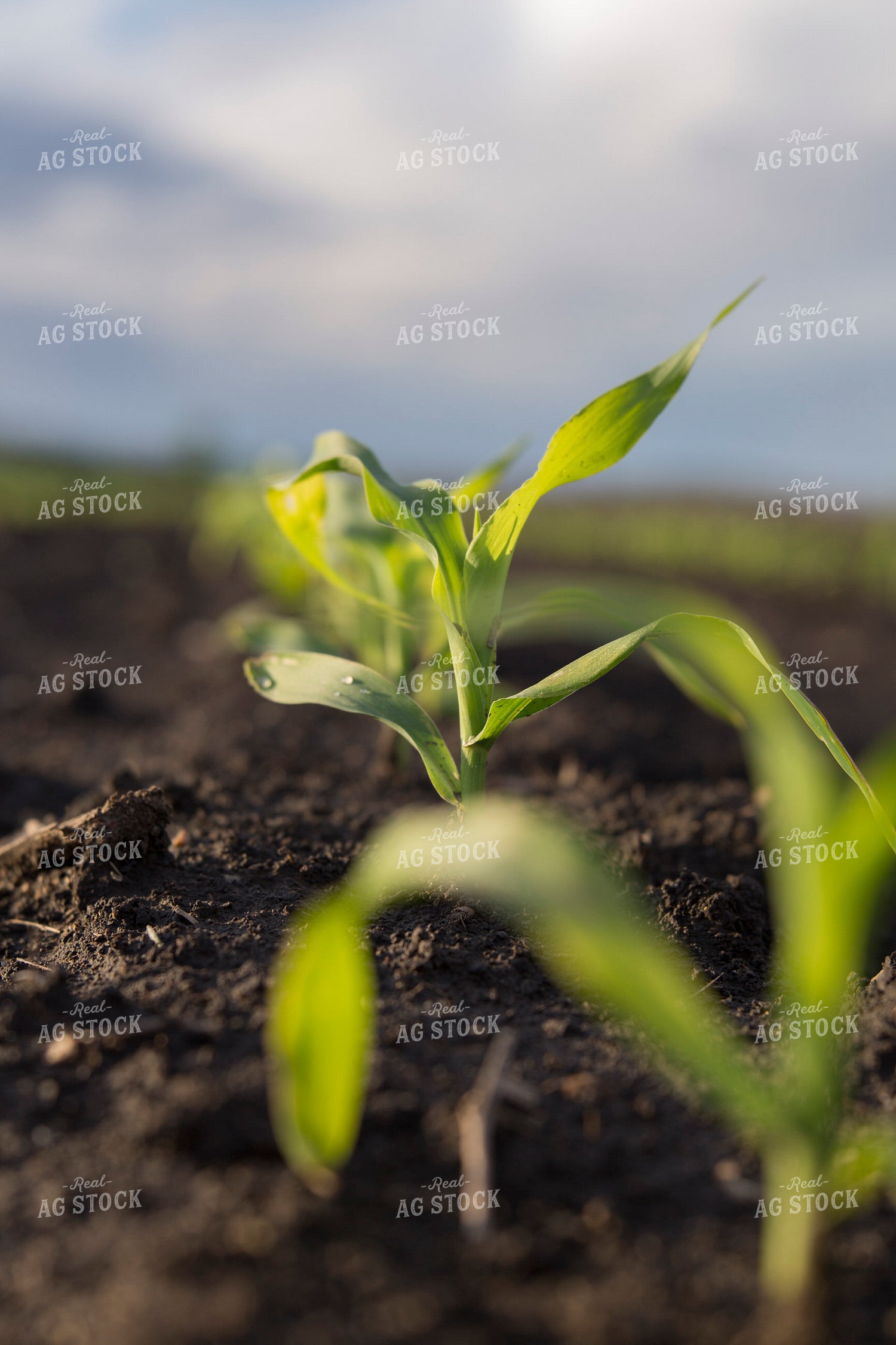 Corn - Early Growth 1061