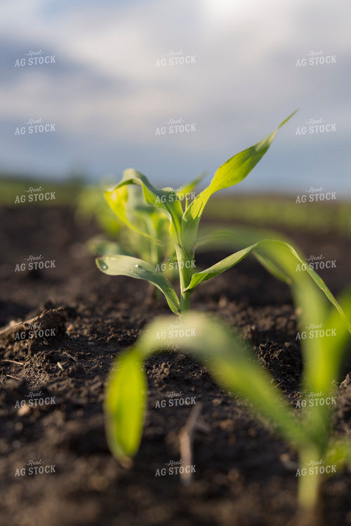 Corn - Early Growth 1061