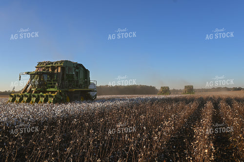 Cotton Harvest 149041