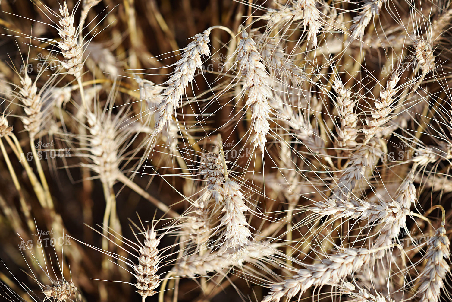 Wheat Heads 100004