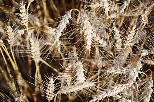 Wheat Heads 100004