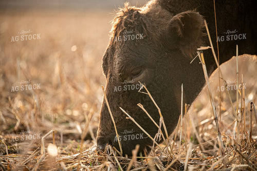 Cattle Grazing 76722