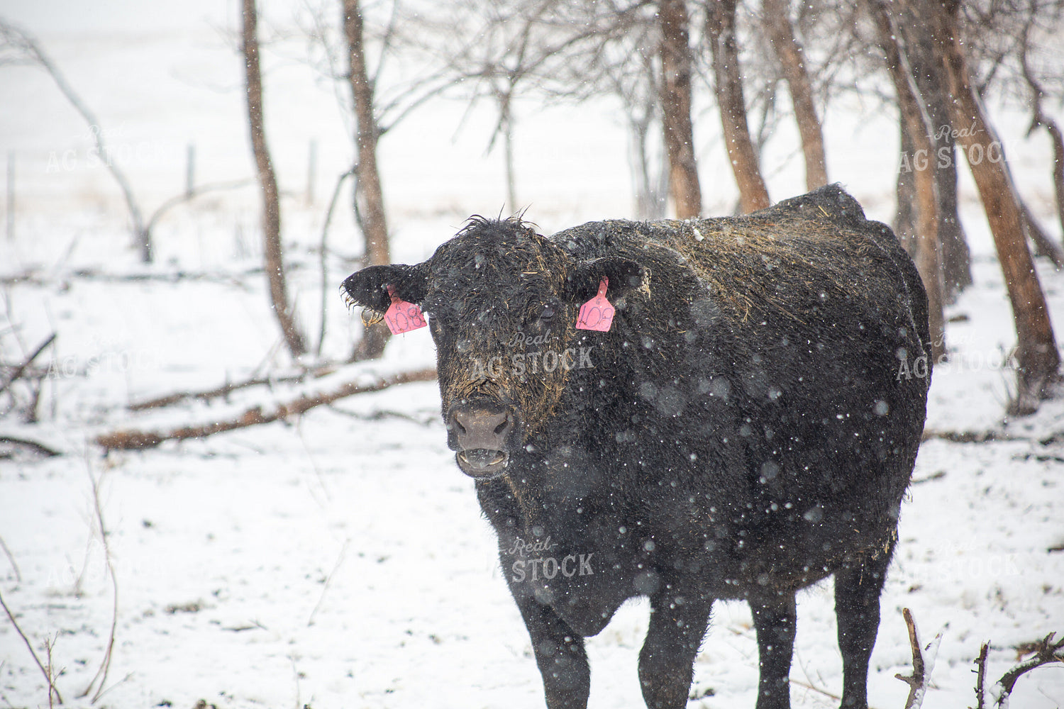 Cattle on Snowy Pasture 155454