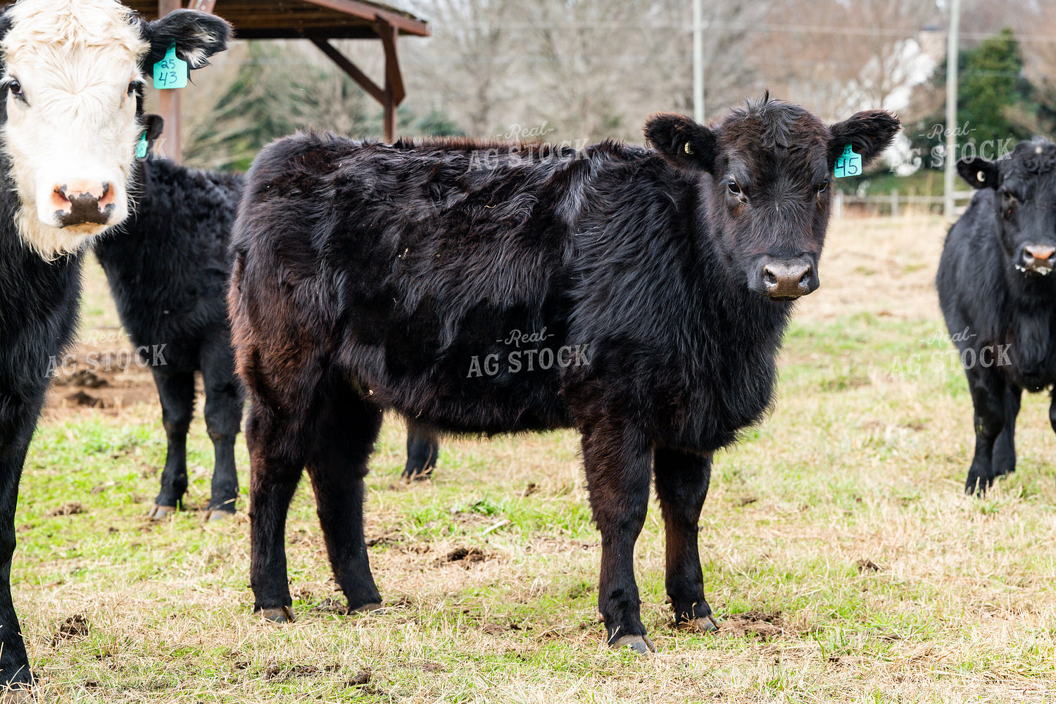 Cattle on Pasture 192049