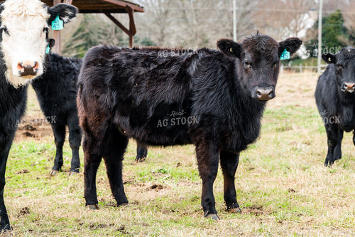 Cattle on Pasture 192049