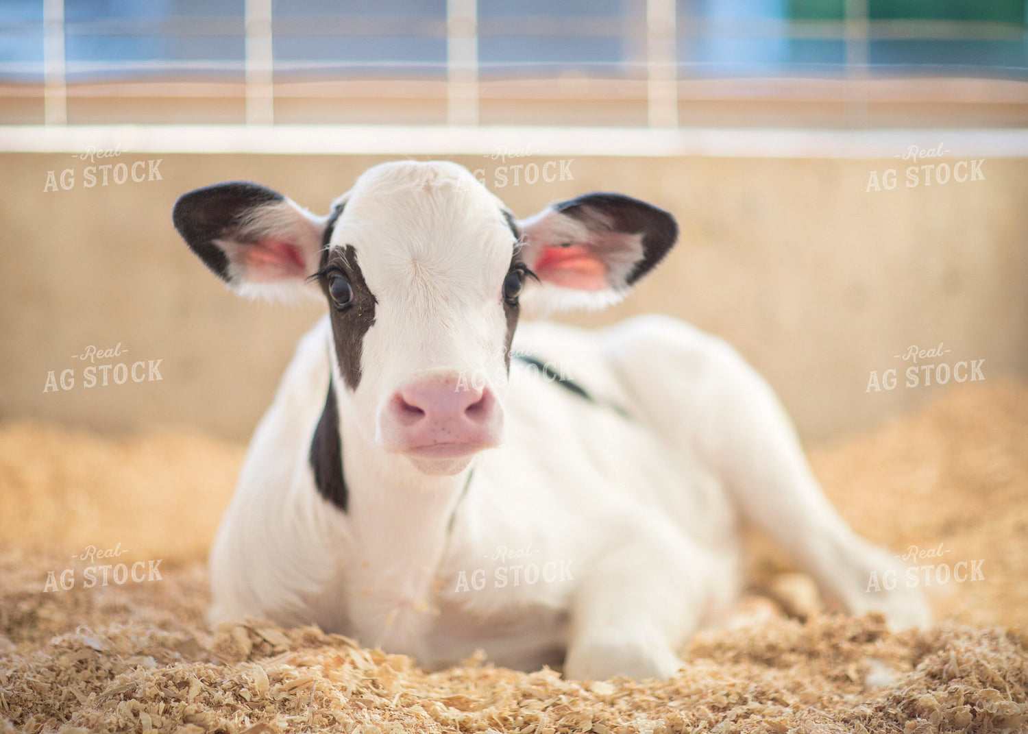 Holstein Calf 55287