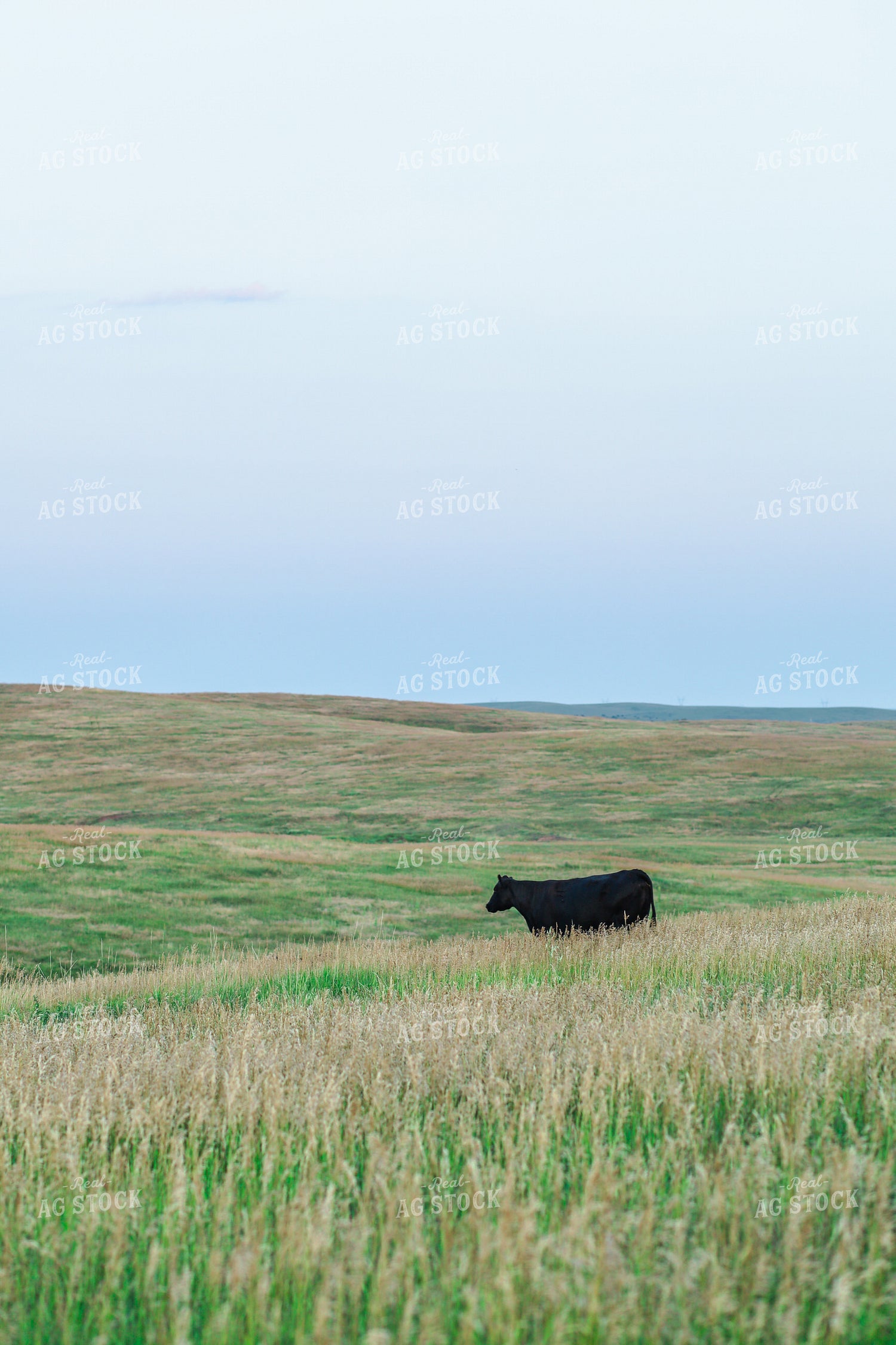 Black Angus Cattle in Pasture 123019