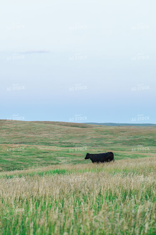 Black Angus Cattle in Pasture 123019