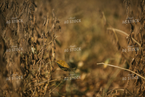 Dried Beans in Field 4725