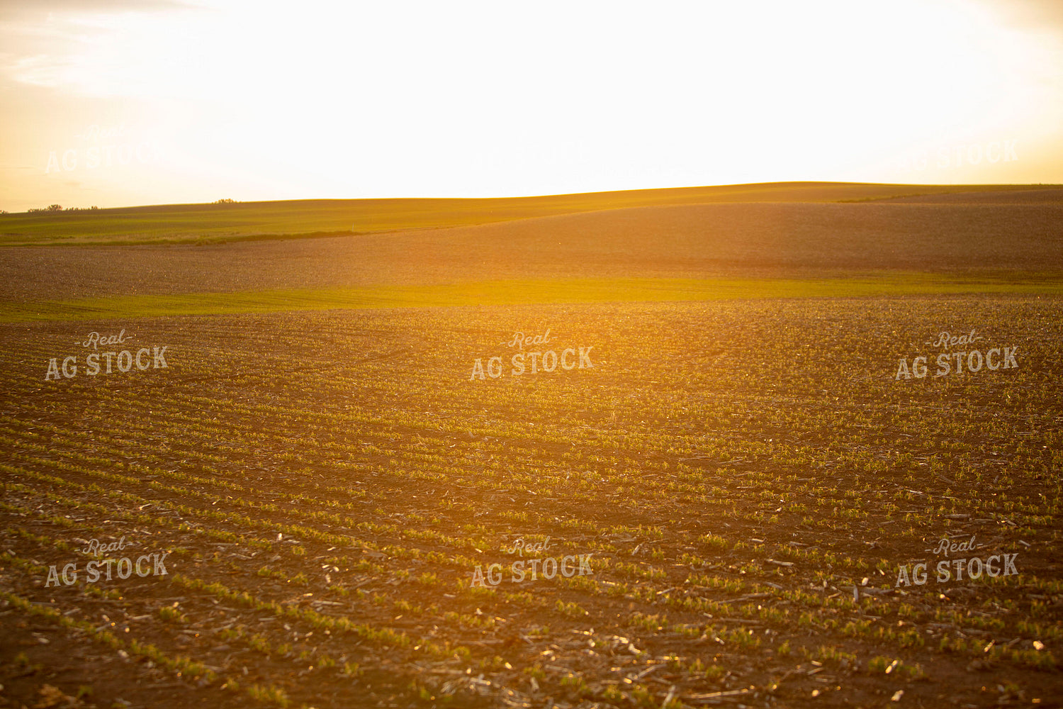 Soybeans - Mid-Season 1475