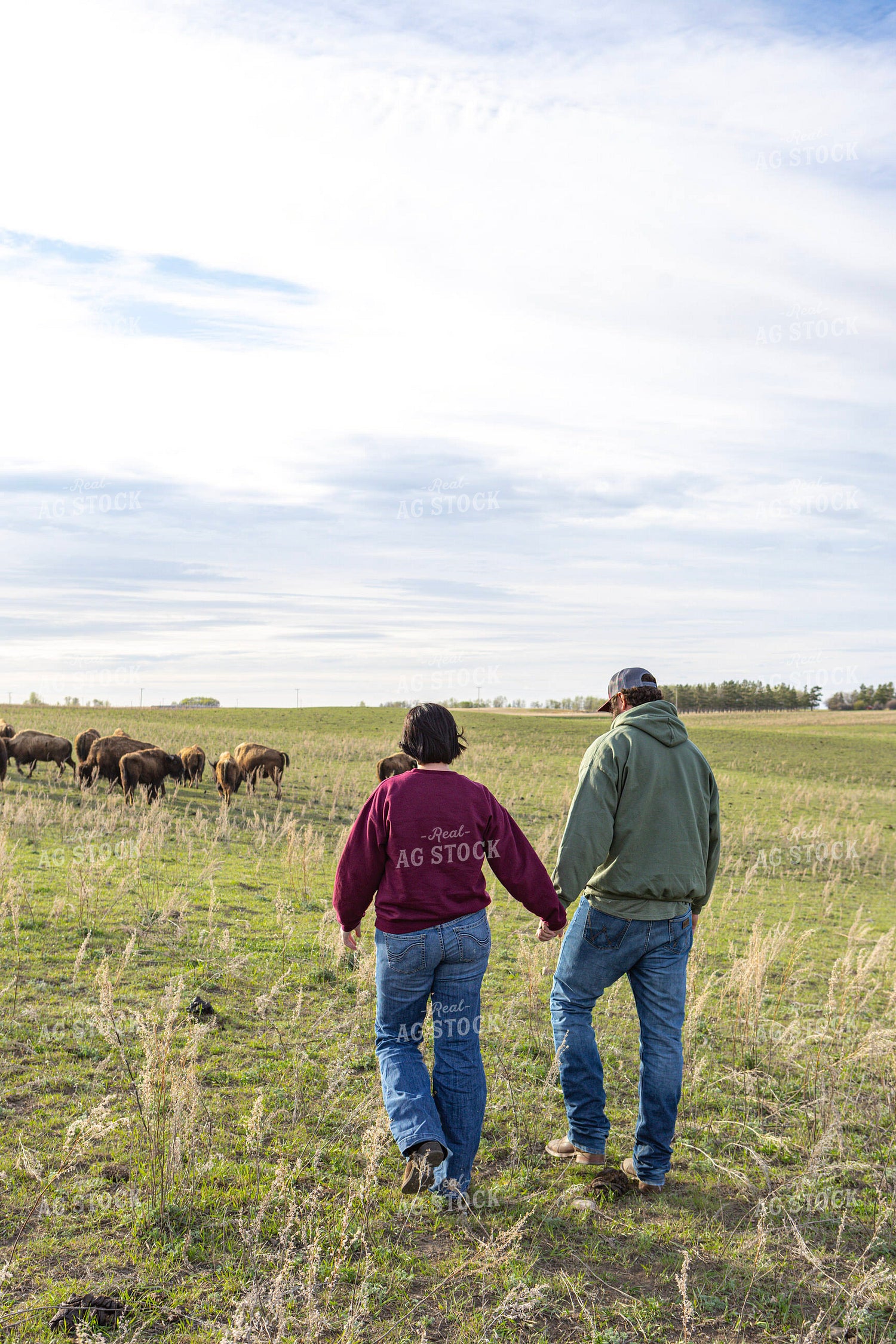 Ranchers Checking Bison 187147