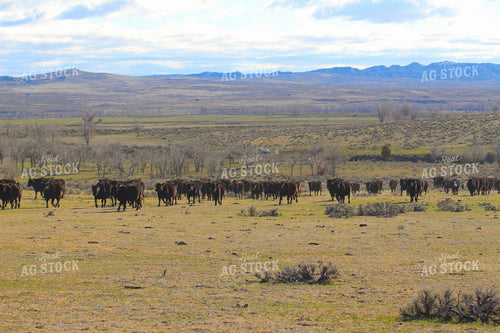 Cattle Moving in Pasture 63055