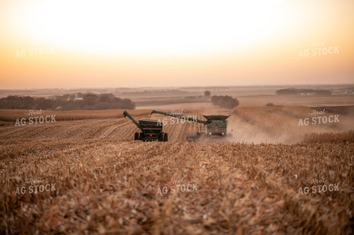 Corn Harvest 76263