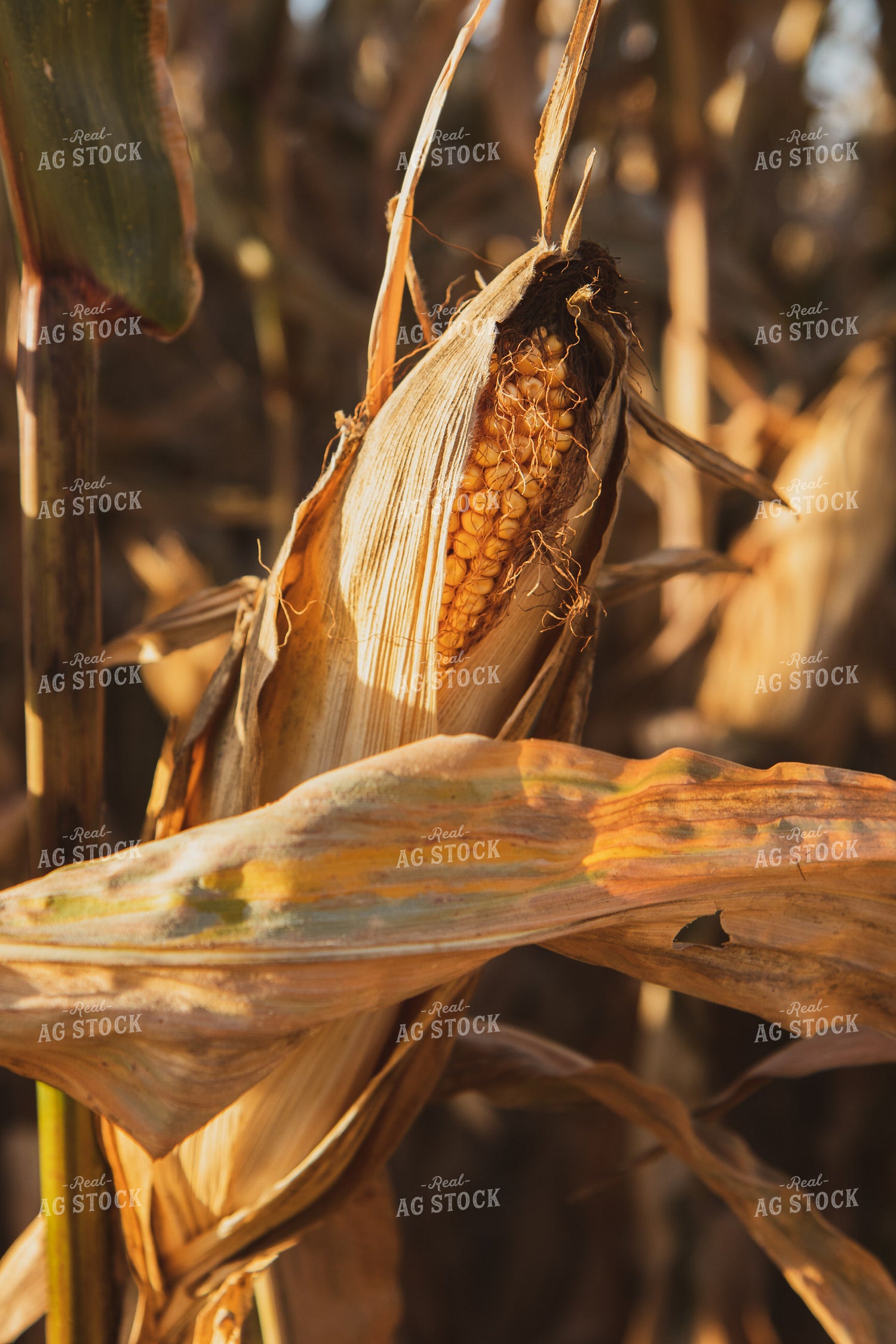Dried Corn 67850