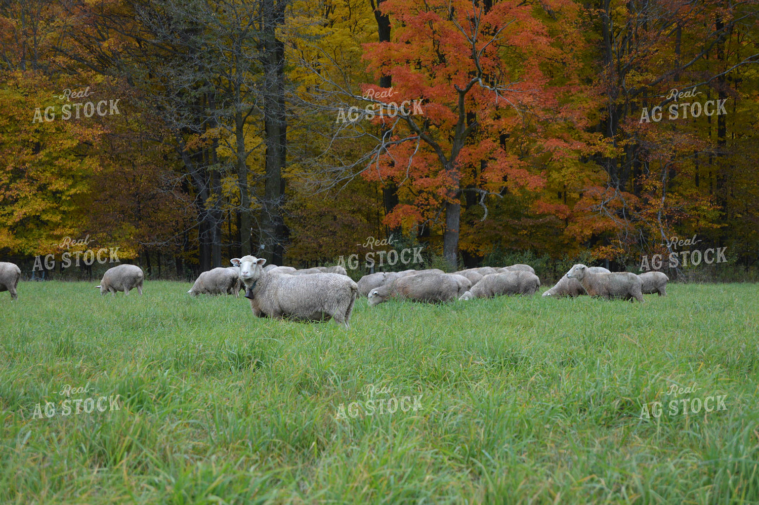 Sheep 164017