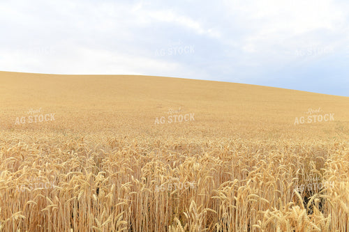 Wheat Field 129053