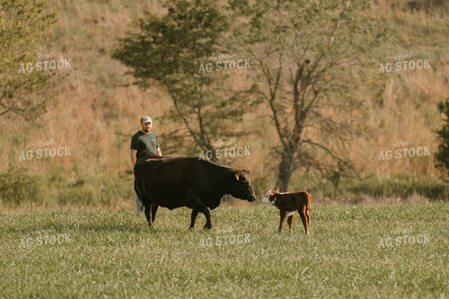 Farmer Checking Cow Calf Pair 125357