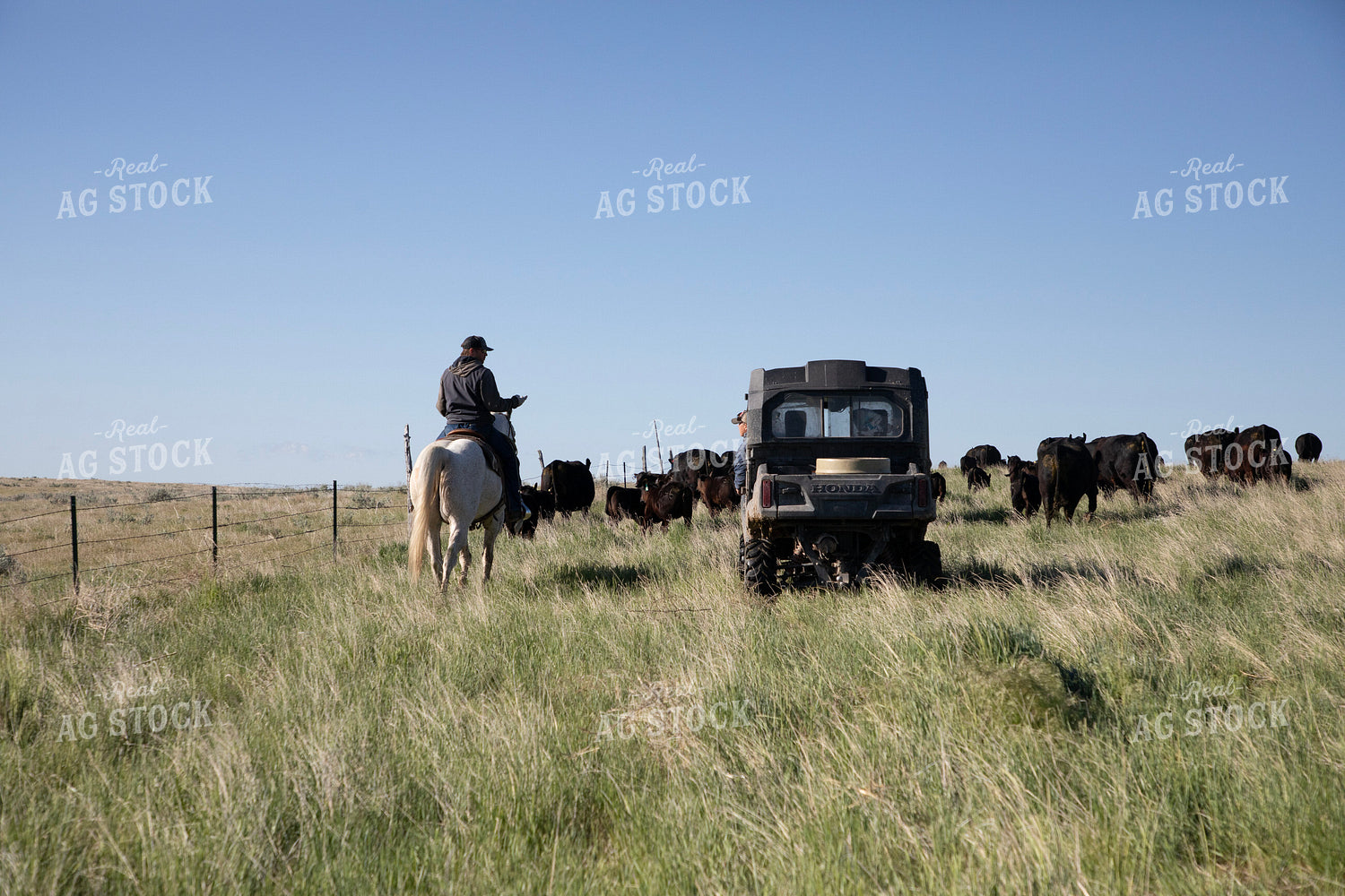 Herding Cattle 117067