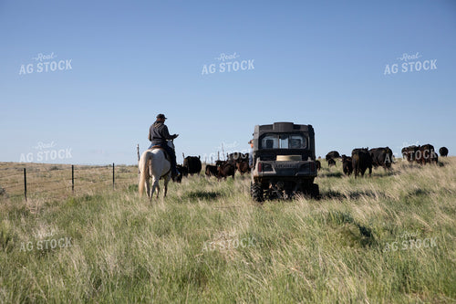 Herding Cattle 117067