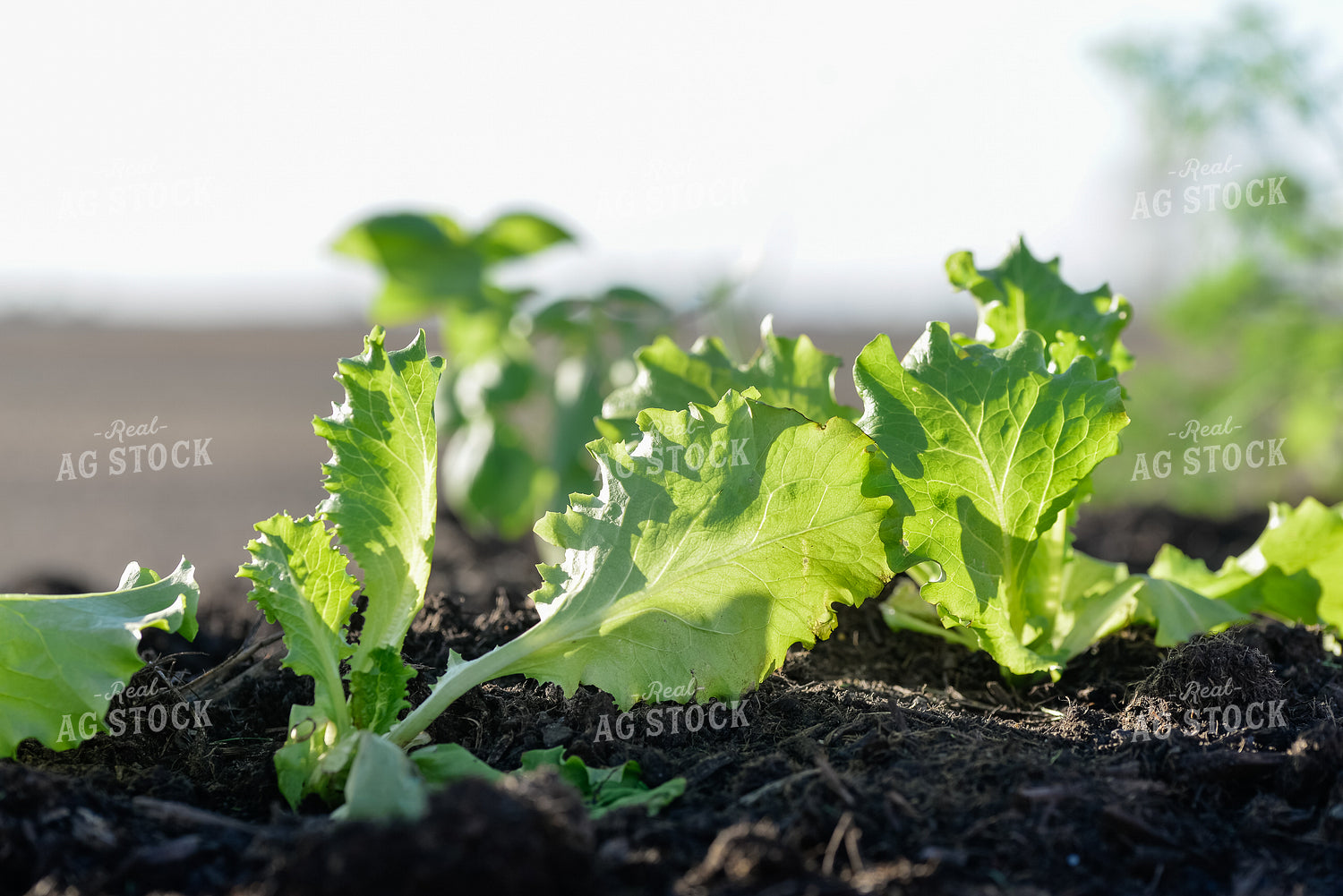 Lettuce 151004