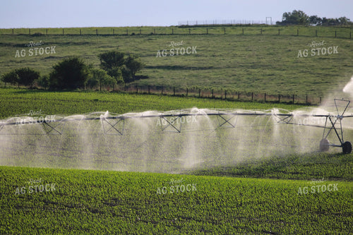 Irrigating Early Growth Corn 82528